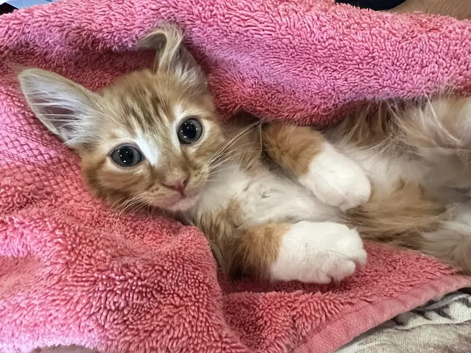 Cat/Kitten Fostering