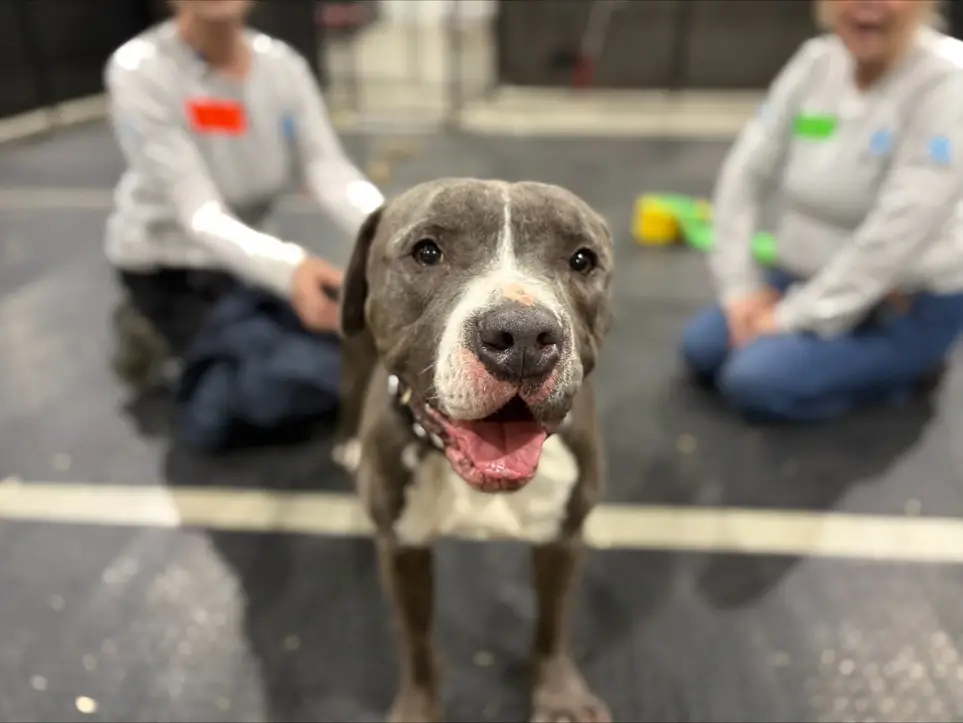 Animal Rescue Volunteer (National opportunity)