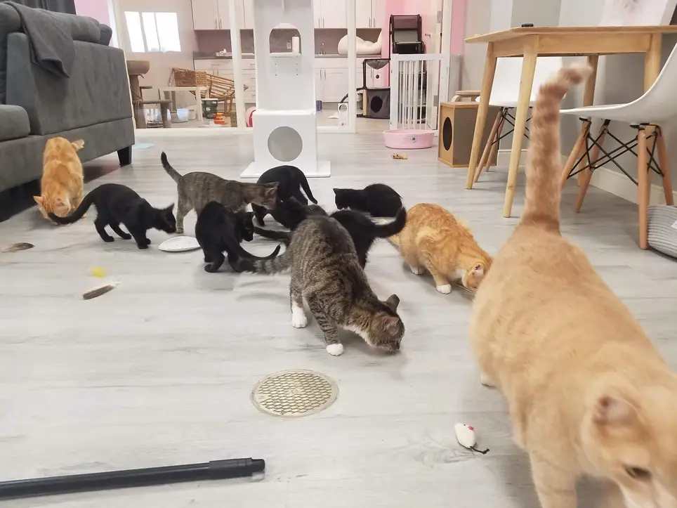 Frisky Cat Cafe - Take care of Cats!