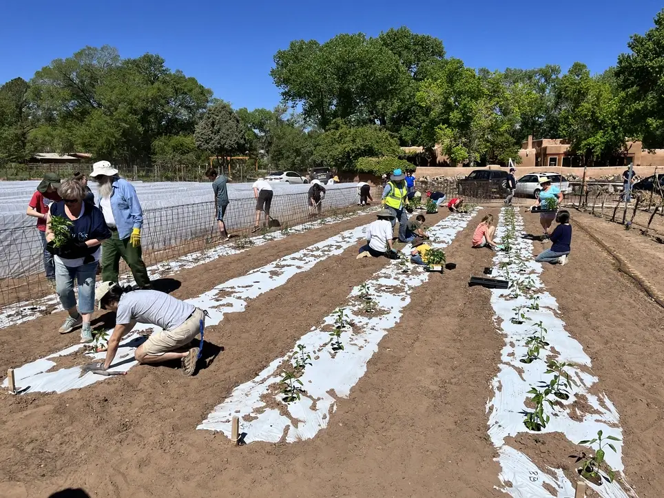 Help Fight Hunger in New Mexico! Planting 1,500 Tomato Seedlings!
