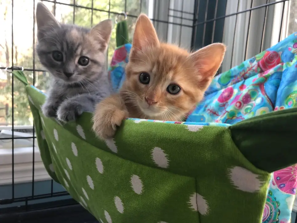 Cat/Kitten Foster Coordinator (aka Chief Kitty Cuddler)