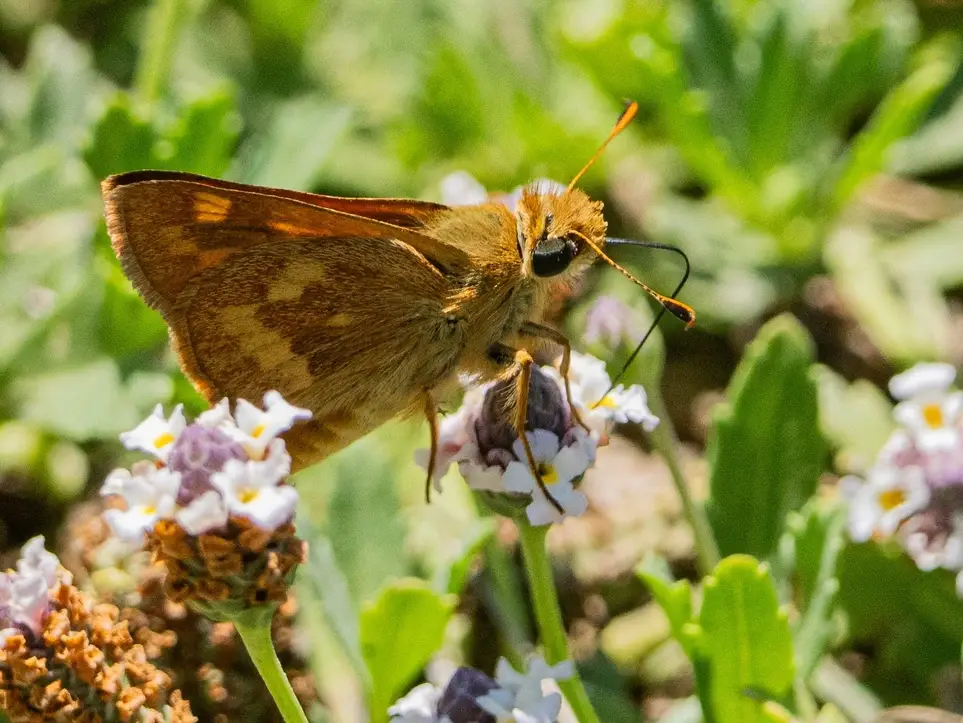 Hellyer County Park BioBlitz