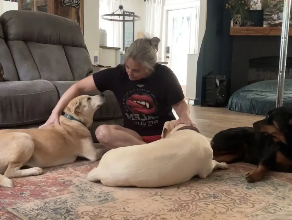Dog-Human Counselor: Help Us Keep Dogs & Their People Together