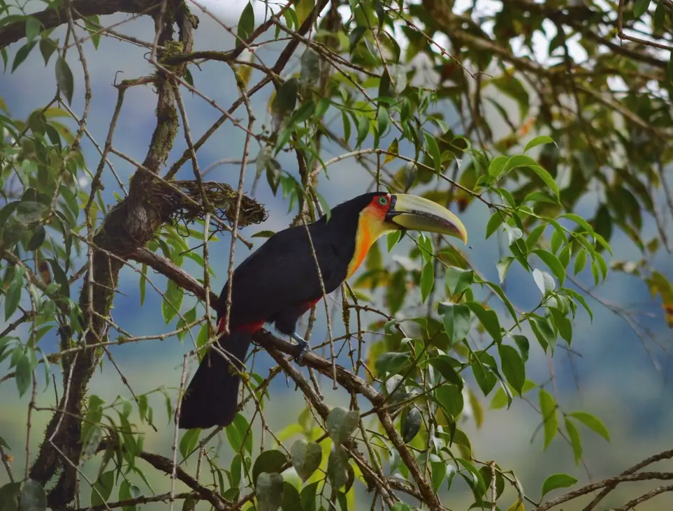 Animal Release Center in Brazil