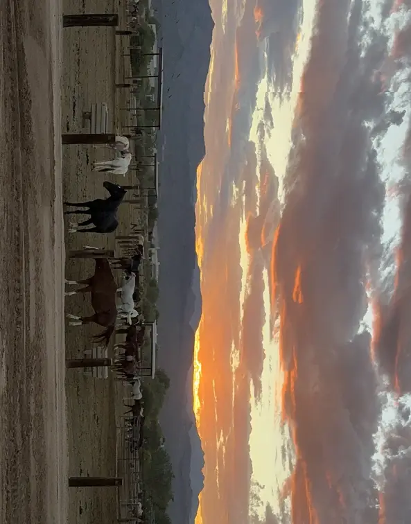 Nonprofit Volunteer Opportunities Supporting Kids & Animal Programs