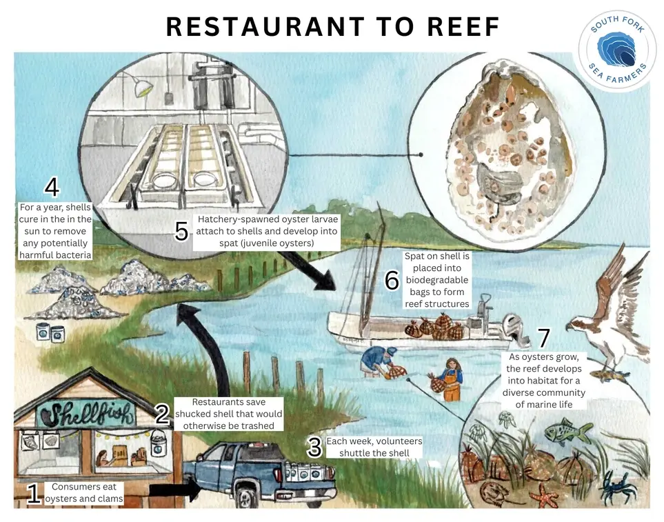 South Fork Sea Farmers Shell Shuttle Volunteers Needed!