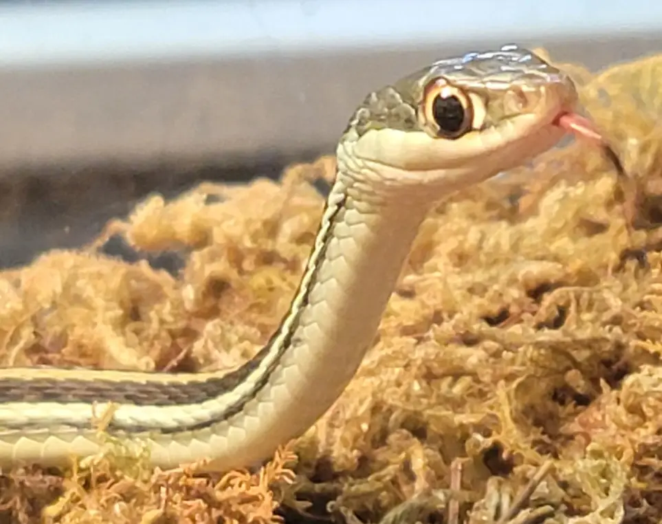 Reptile Care Team II - Feeding