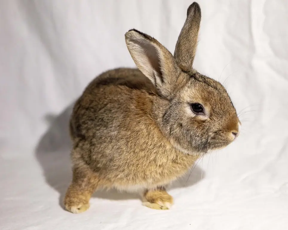 Foster a rabbit or a pair of rabbits