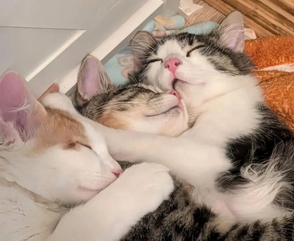 😻 Soak in the Happy endings: Join Our Cat Adoption Team! 🏠