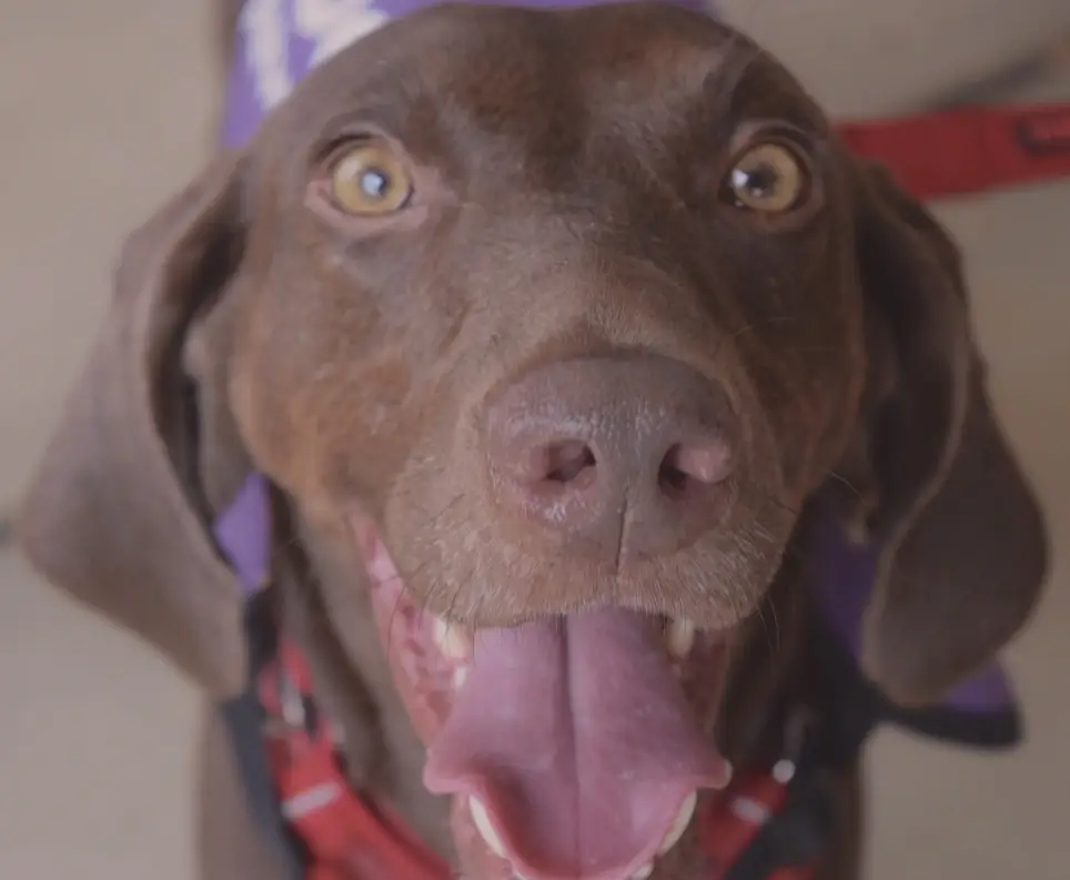 Photos and Videos of PAW Dogs and Social Media Content Needed