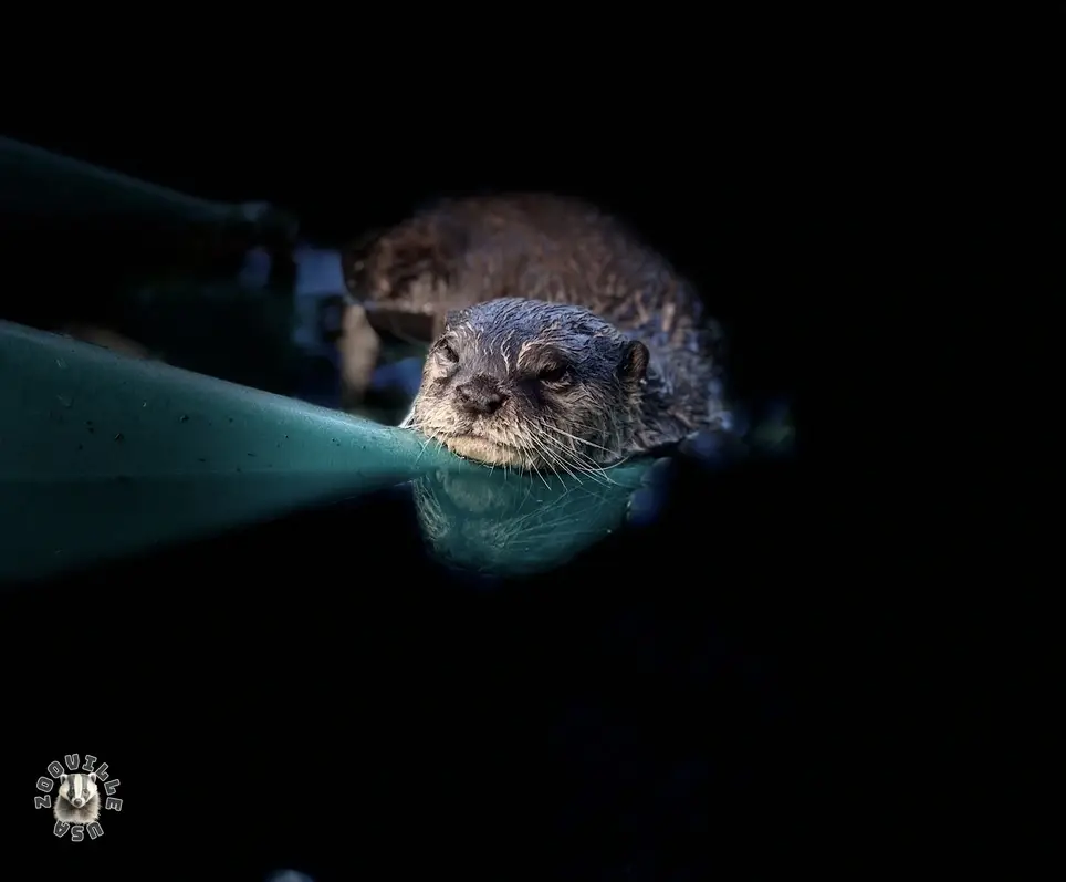 Do you love animals more than people? Be a wildlife caregiver!