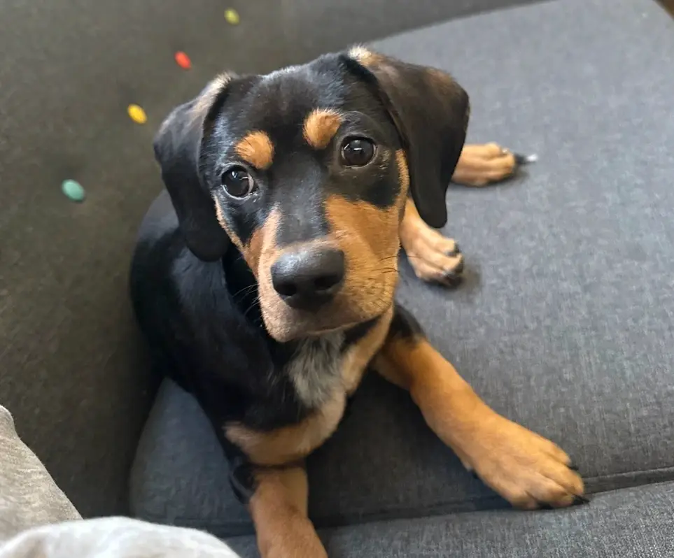 Rescue - Dog Adoption & Foster Clearance Team (Remote)