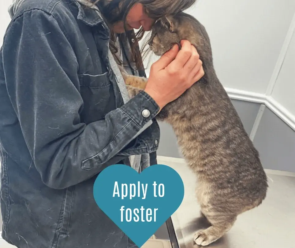 Alexandria Cat/Kitten Foster