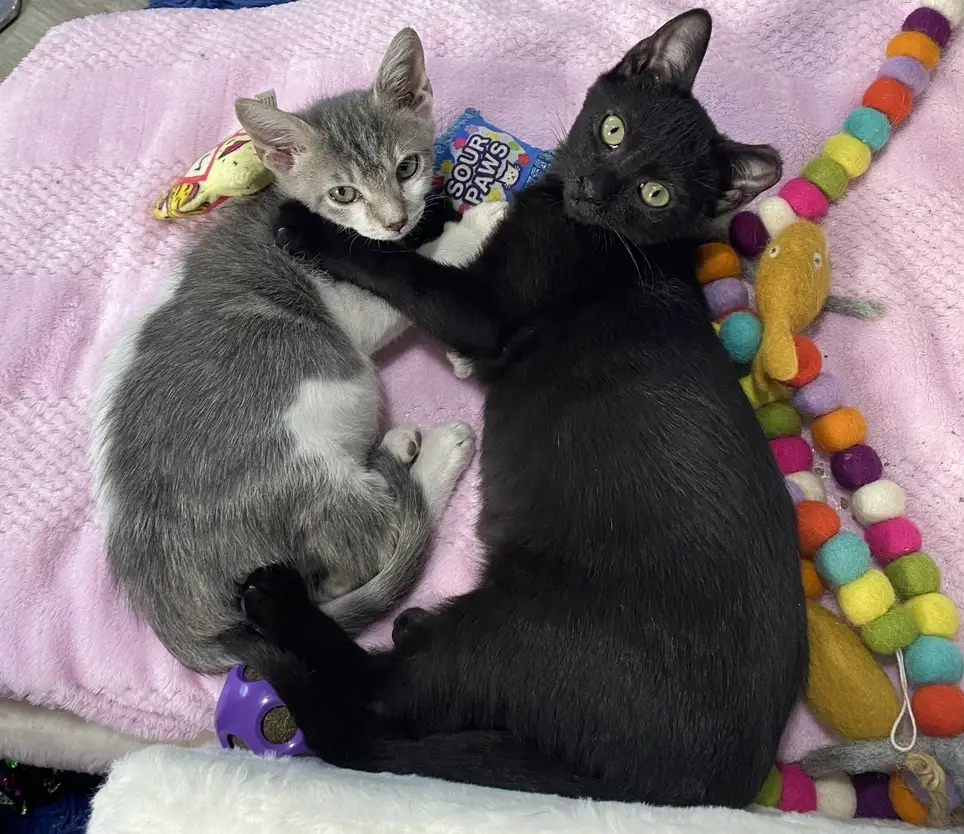 Small rescue for special needs cats. Looking for someone to give love and help feed.