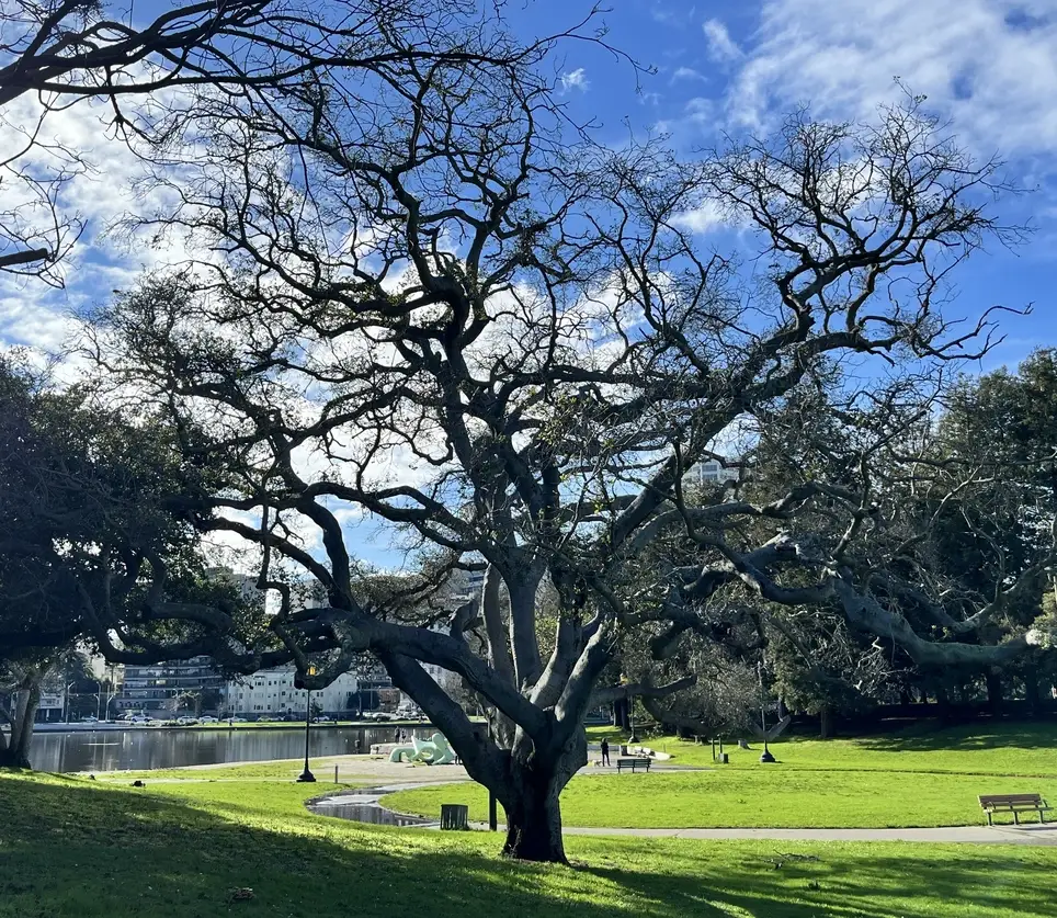 On Memorial Day Weekend (Sat. 5/23), Come and Help Stewarding the Oaks of Lakeside Park