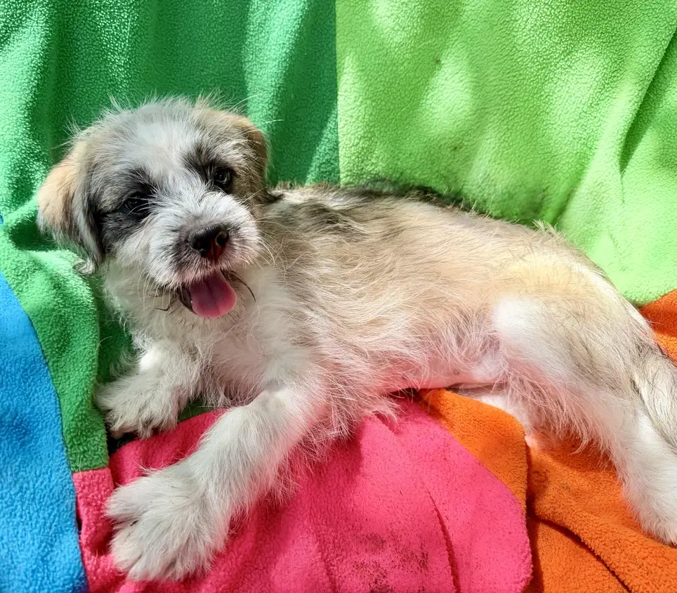 Volunteers needed for a Special Adoption Event at Woodinville PetSmart -  Sunday, 8/23/26