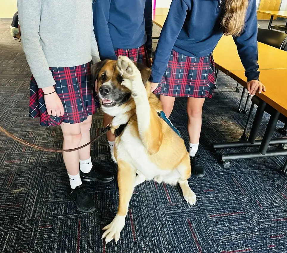 PAWS Wellness Support Team (Dog & Handler)- Bring joy, comfort, and connection to schools and community spaces with your dog! - Noblesville, IN