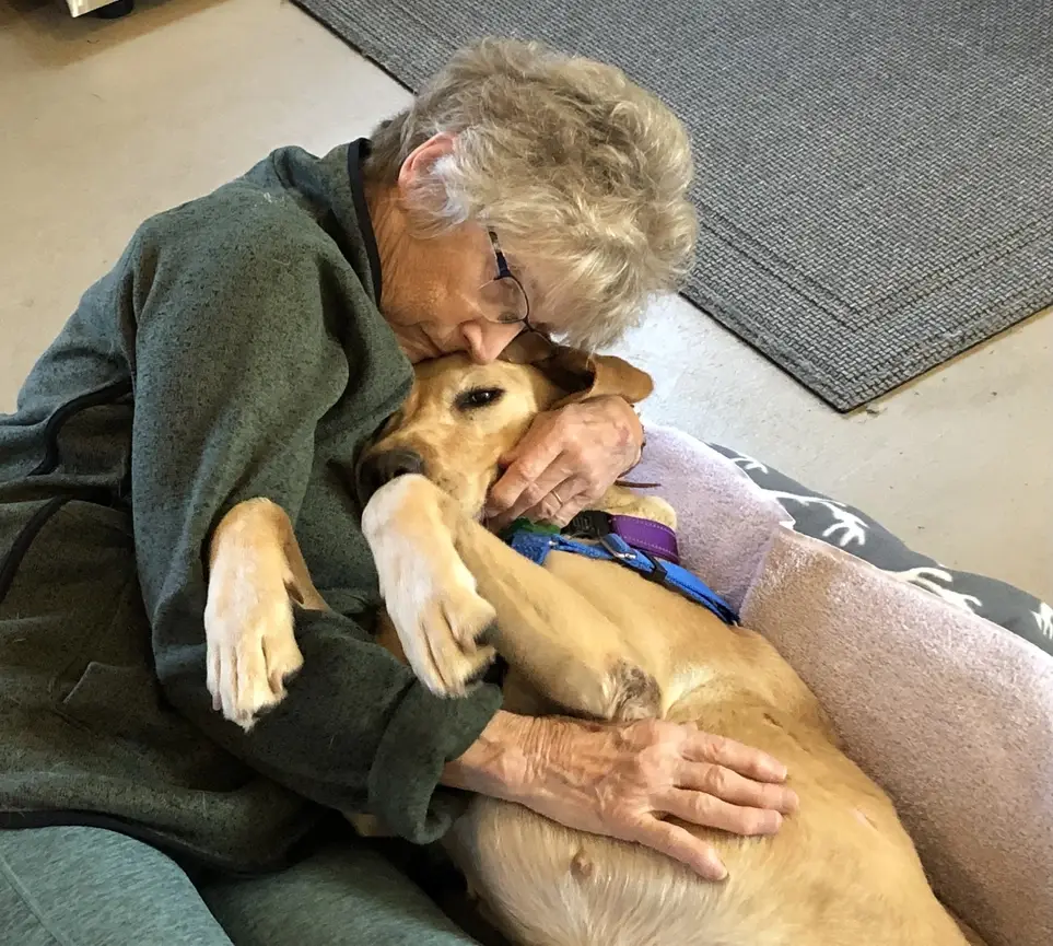 Fospice Volunteer - give our sweet senior dogs the best rest-of-life they can possibly have.