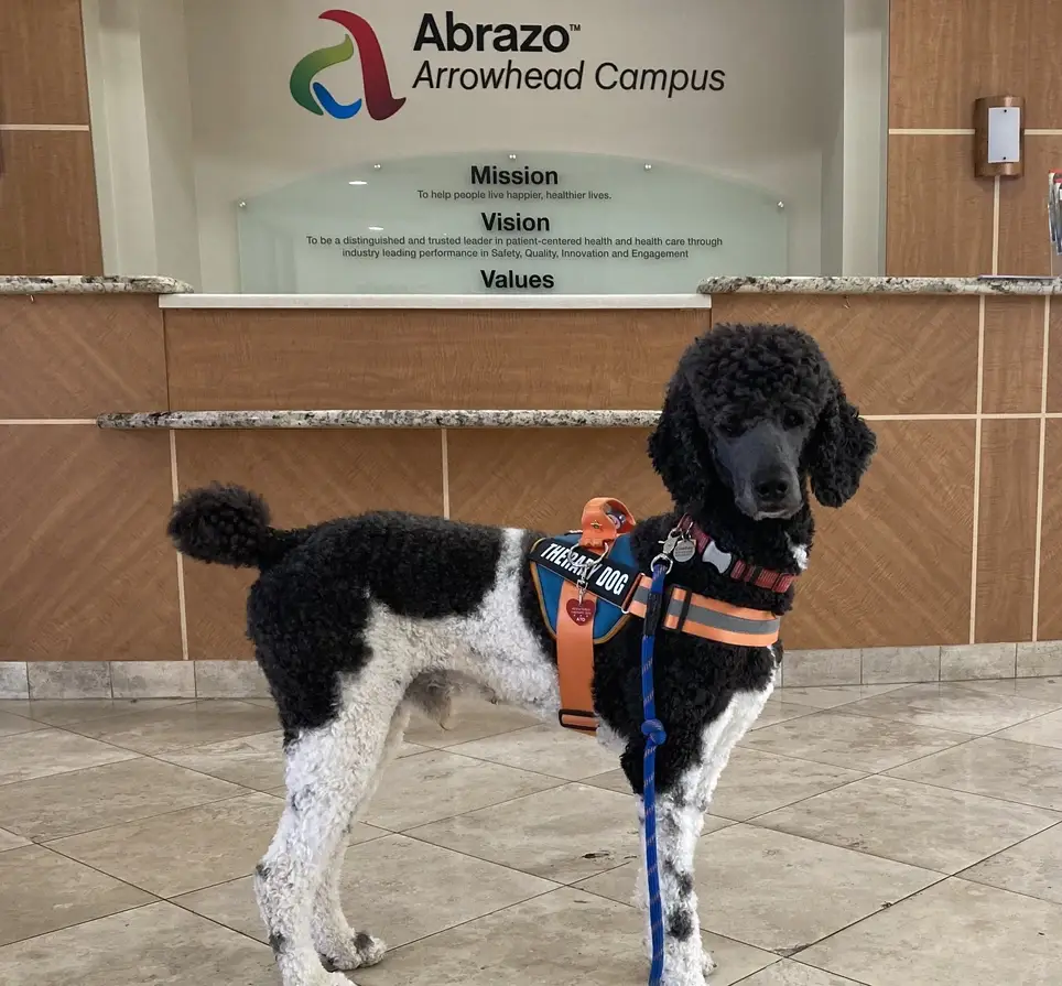 Therapy Pet Teams needed at Abrazo Arrowhead Hospital