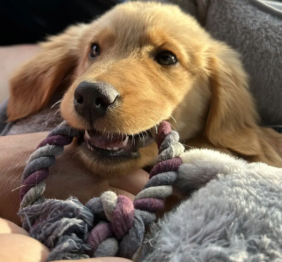 Behavior Services Lead