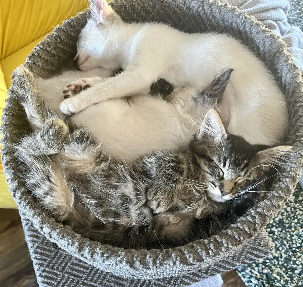 Cage Cleaners Needed