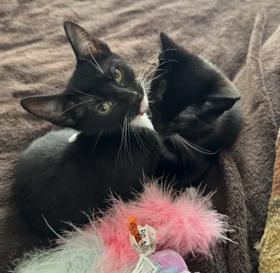 Kitten fosters needed!!!!