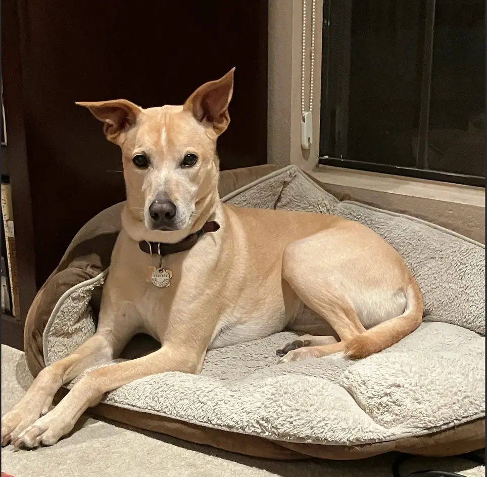 Regular Dog Walkers Needed