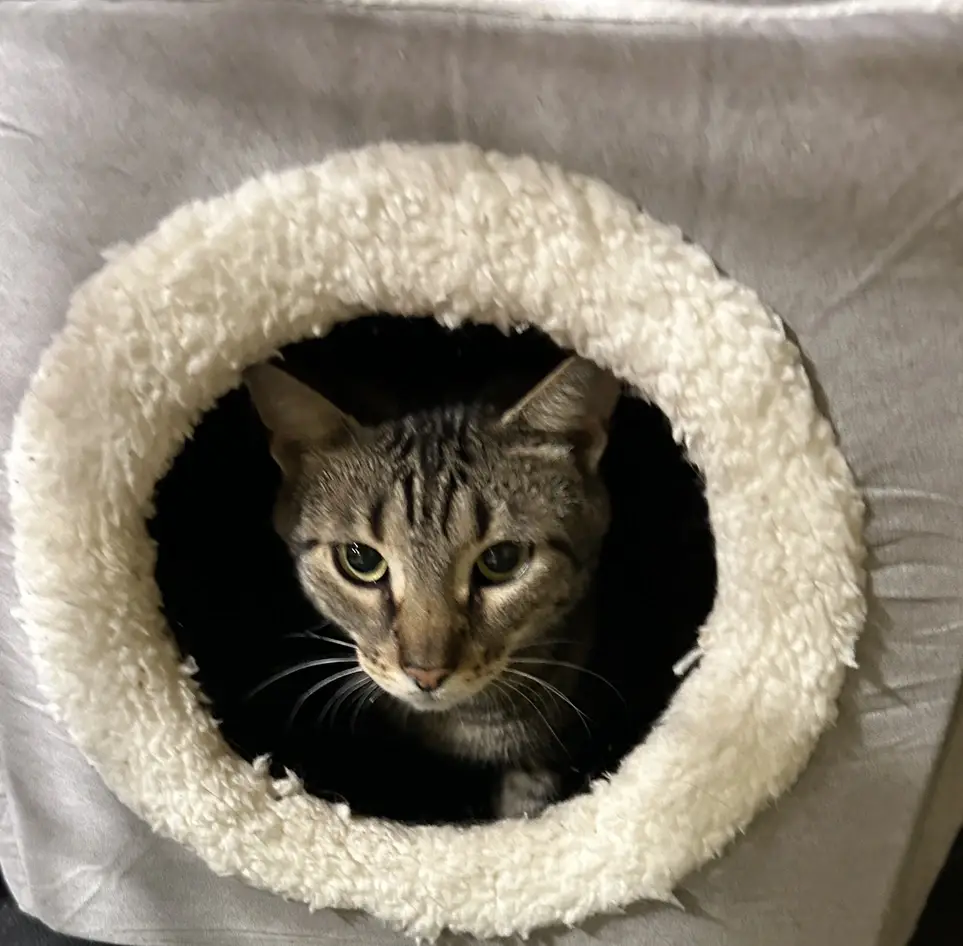 Cat rescue volunteer