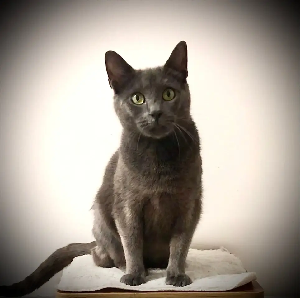 Adoption Center Volunteers, Media, PA