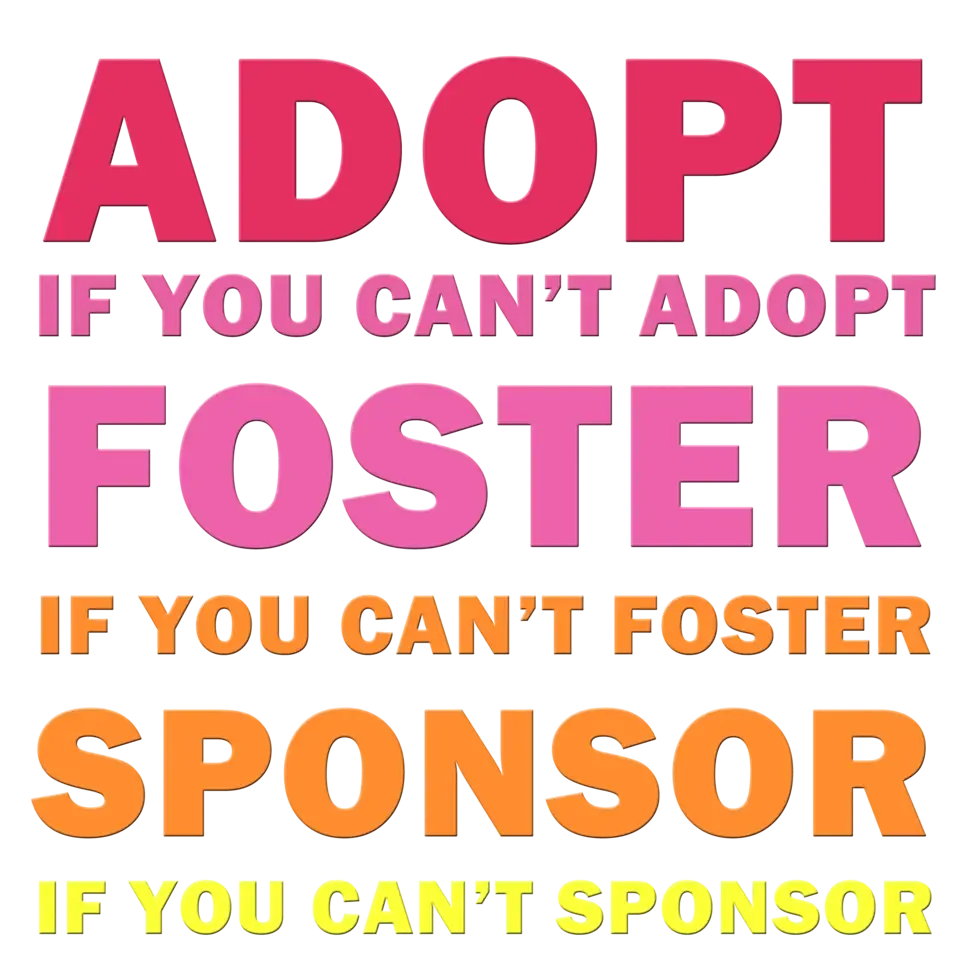 Foster for Kittens/Cats (Temp)