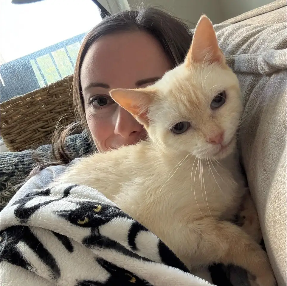 Fostering Cats