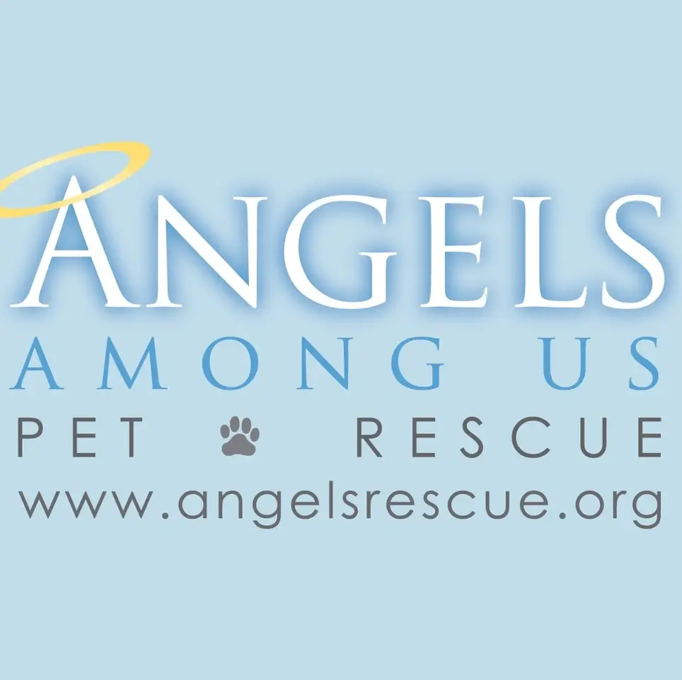 All the Ways to Help Angels Among Us