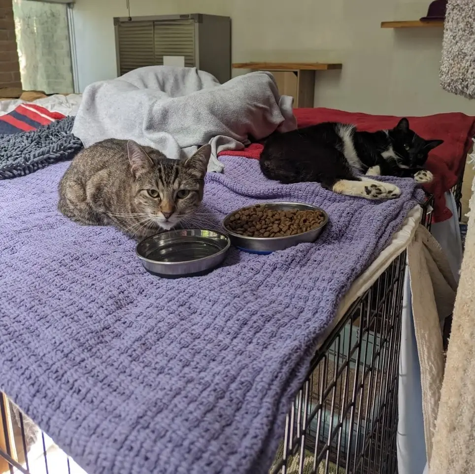 Cat Laundry Assistant for Special-Needs Cat Sanctuary