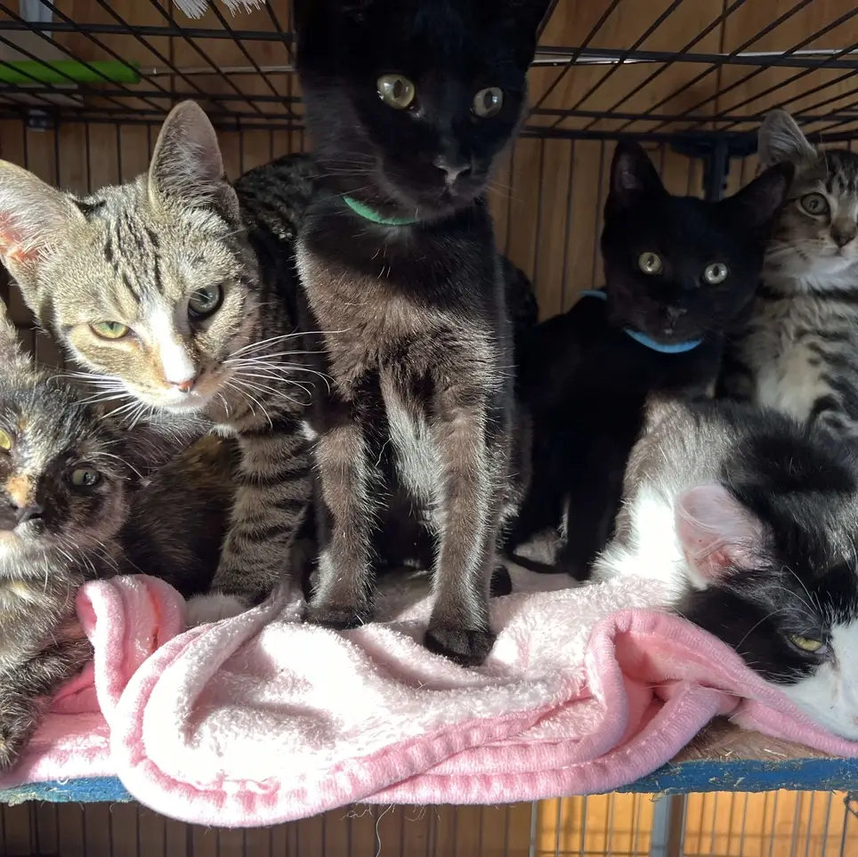 One Day, One Time Commitment for Specific projects