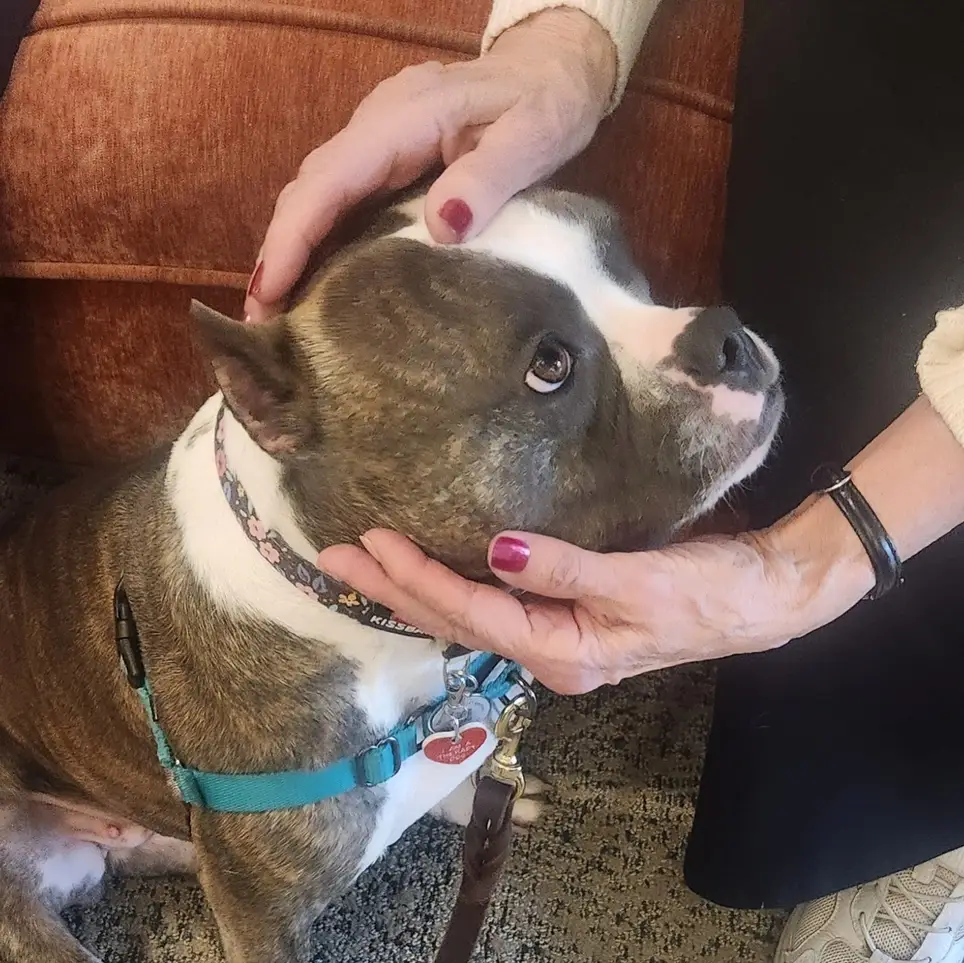 Therapy Dog & Cat Visits for Hospice Patients (West Bend/Kewaskum area)