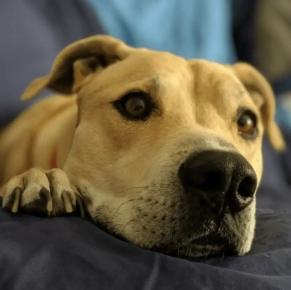 Standby (on-call) Volunteers & Doggy Chefs Needed!