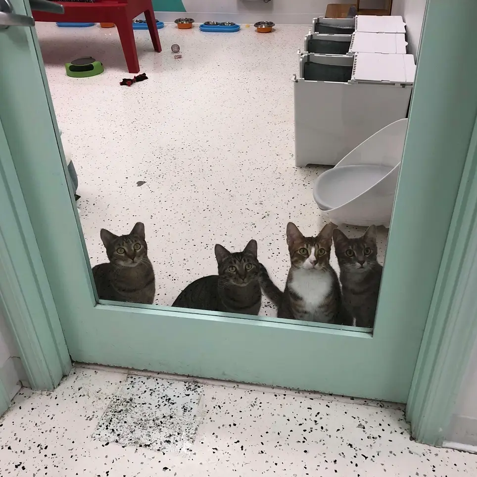 Clean & Feed Volunteer