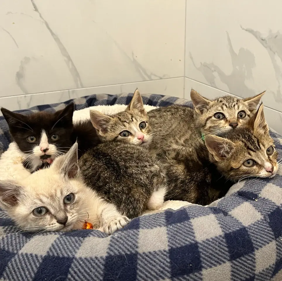 Cat and Kitten Foster Volunteers