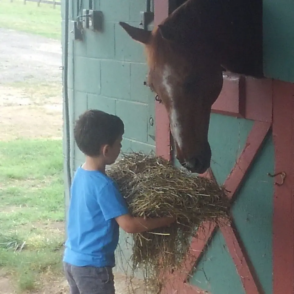 Horses are Fun - Volunteer at your local Horse Rescue