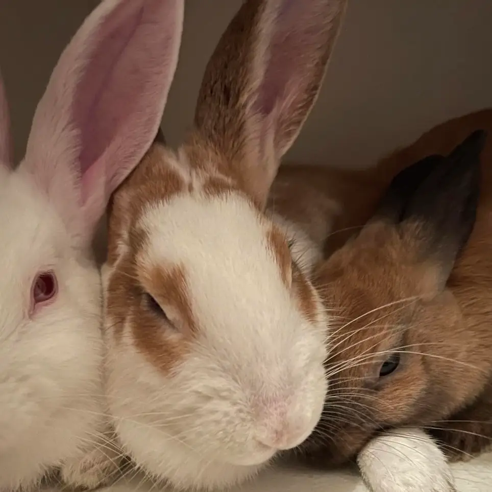 Volunteer to Save a Bunny Rabbit!!!!Help!