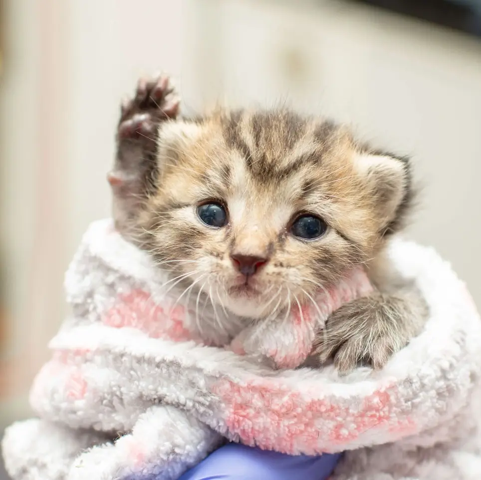 Cat-Focused Veterinary Clinic Volunteer - Multiple Positions!