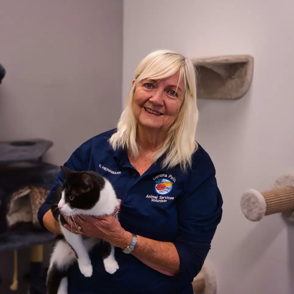 Corona Animal Shelter - Cat Socialization