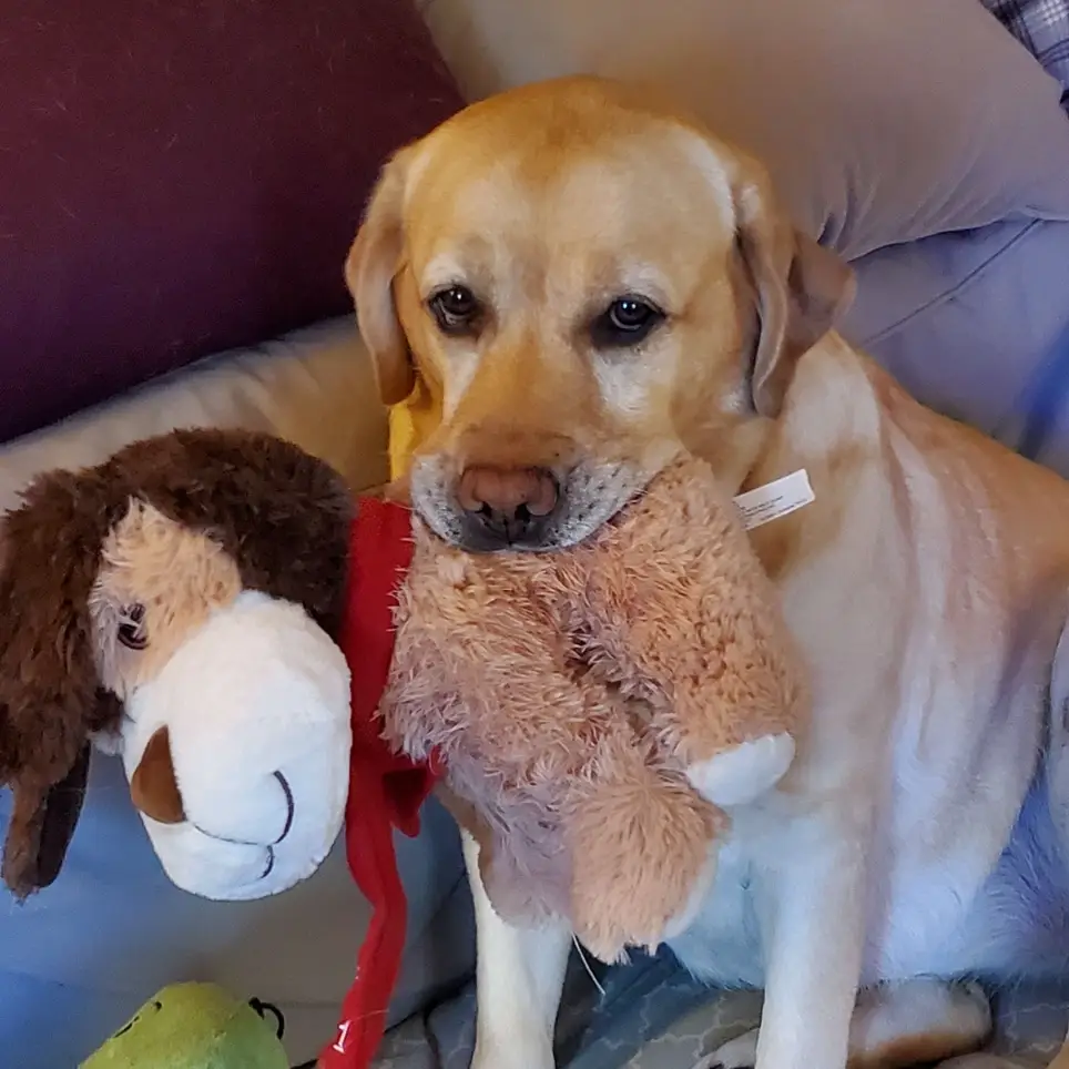 Pet Therapy Volunteer Program
