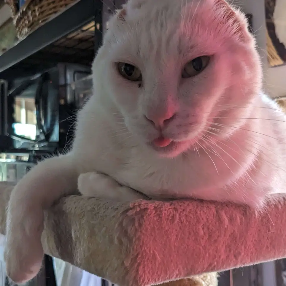 Cat Sanctuary Caregiver