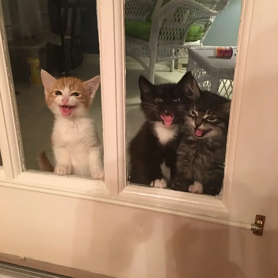 Assistant Cat/Kitten Foster Coordinator (aka Deputy Kitty Cuddler)