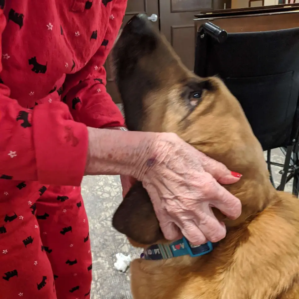 Pets with a Purpose - Certified Therapy Dogs & Cats Needed for Hospice Visits in Brookfield