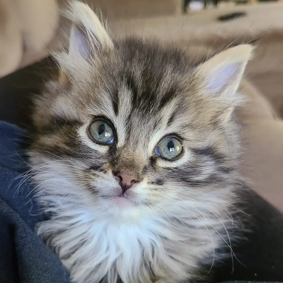 Kitten Adoptions Team Volunteer