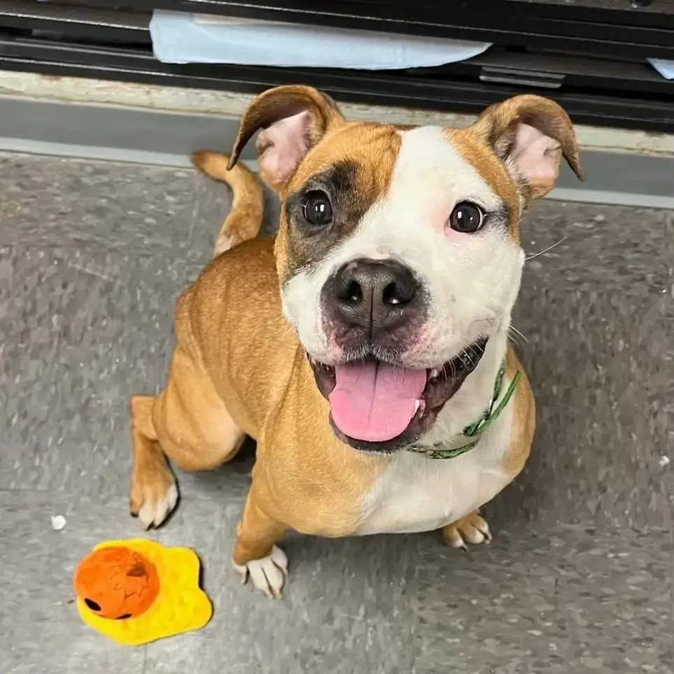 Animal Rescue Volunteers