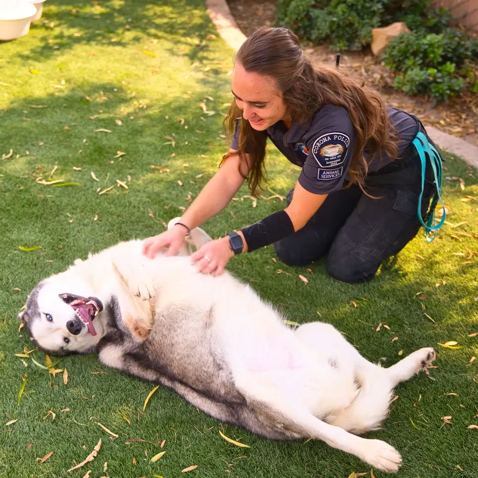 Corona Animal Shelter - Dog Socialization