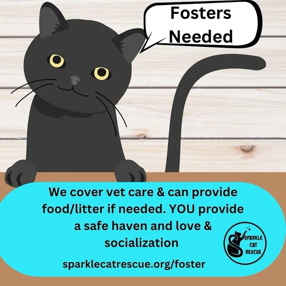 Foster Homes Needed For Cats